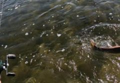 An angler's hand holding a baitcasting rod and reel as a hooked fish splashes at the surface of clear, shallow water