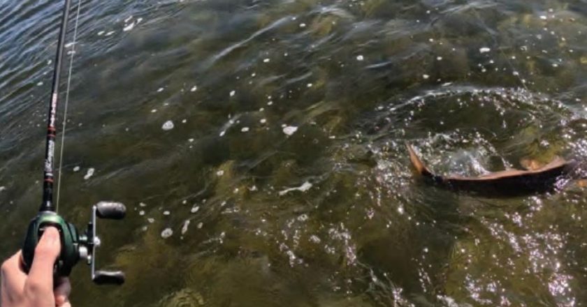 An angler's hand holding a baitcasting rod and reel as a hooked fish splashes at the surface of clear, shallow water