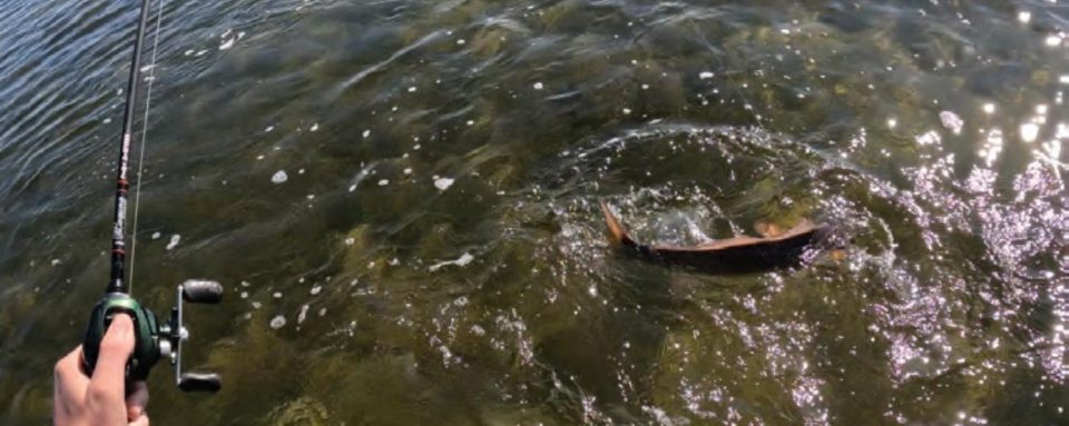 An angler's hand holding a baitcasting rod and reel as a hooked fish splashes at the surface of clear, shallow water