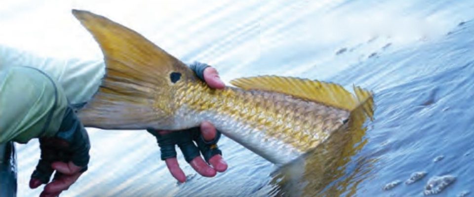 An angler in fingerless gloves easing a redfish back into the water by its tail