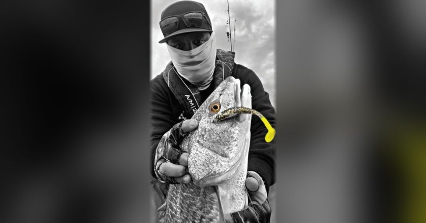 An angler in a cap and face gaiter holding up a big redfish with a gold flake paddle tail lure in its mouth, in black and white with the eye and lure in color