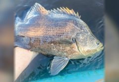 An angler's hand holding a tripletail at the surface of the water beside a blue kayak