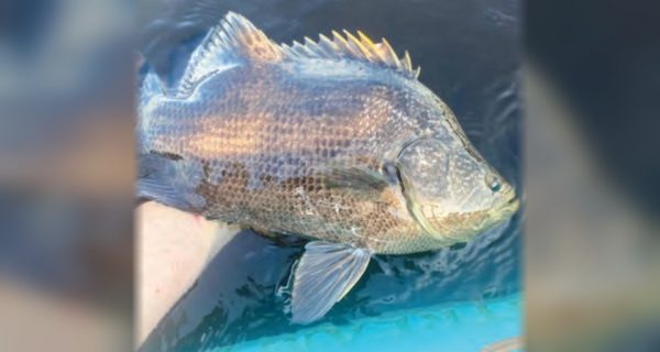 An angler's hand holding a tripletail at the surface of the water beside a blue kayak