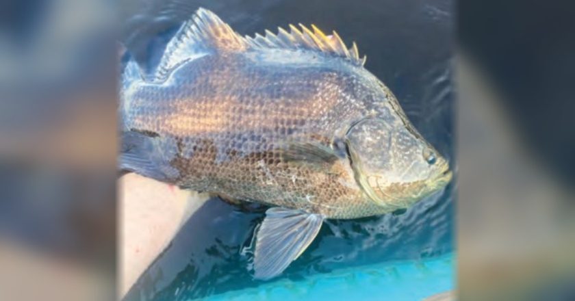 An angler's hand holding a tripletail at the surface of the water beside a blue kayak