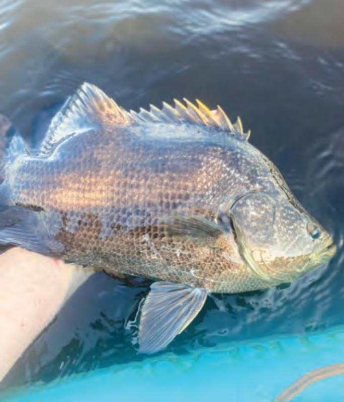An angler's hand holding a tripletail at the surface of the water beside a blue kayak