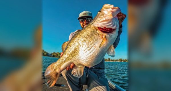 An angler in a cap and sunglasses holding up a giant largemouth bass on the deck of a bass boat