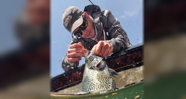 An angler in a cap and sunglasses leaning over the side of a boat to lift a crappie out of the water