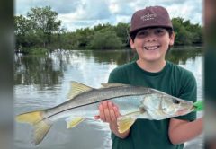 A smiling boy in a cap holding a snook in front of the mangroves