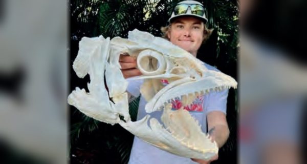 A young man in a cap holding up a large cleaned fish skull