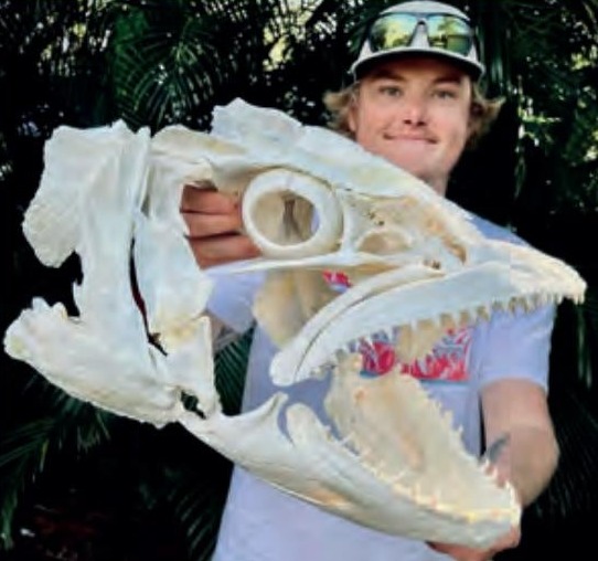 A young man in a cap holding up a large cleaned fish skull