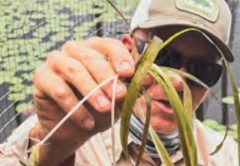 A man in a cap and sunglasses holding up a bundle of eelgrass, with the Mighty River Recovery logo