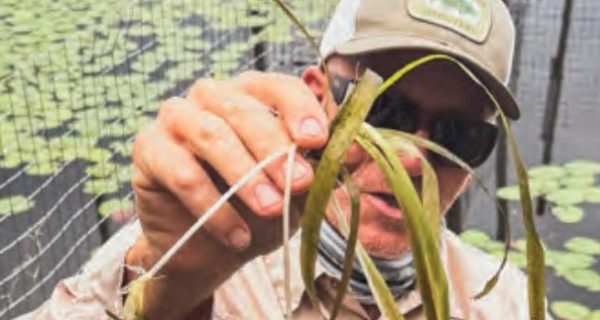 A man in a cap and sunglasses holding up a bundle of eelgrass, with the Mighty River Recovery logo