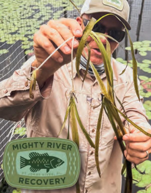 A man in a cap and sunglasses holding up a bundle of eelgrass, with the Mighty River Recovery logo