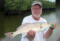 An angler in a cap and glasses holding a redfish in front of the mangroves
