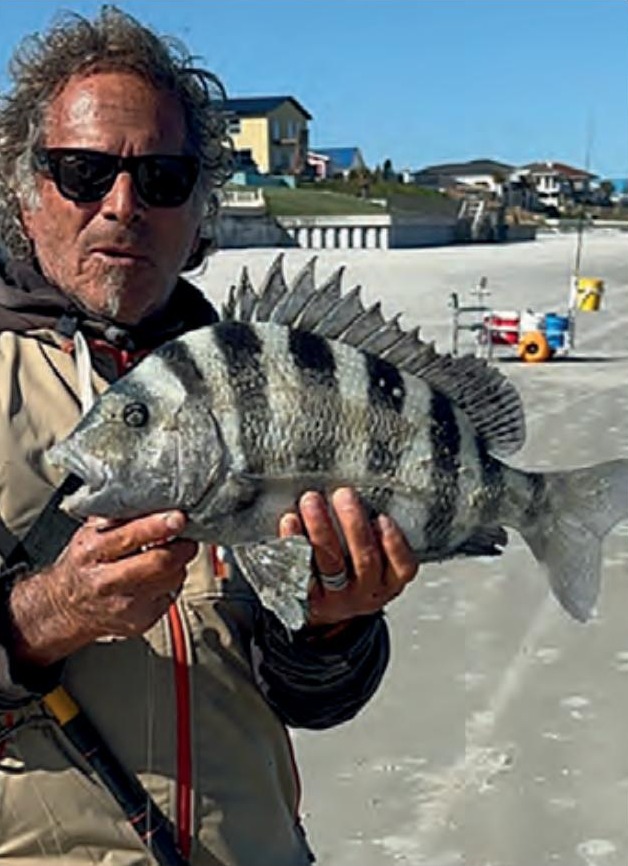 Marco Pompano holding a big sheepshead on the beach