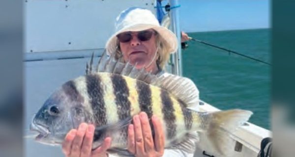 An angler in a white sun hat holding a big sheepshead on a boat