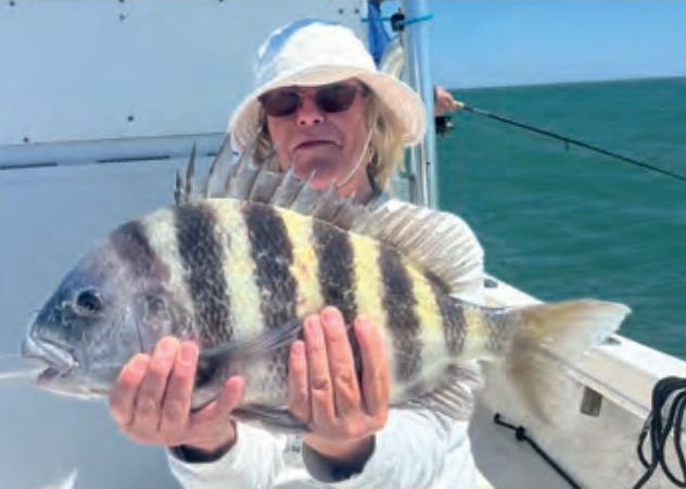 An angler in a white sun hat holding a big sheepshead on a boat