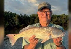 An angler in glasses and a cap holding a redfish in front of the mangroves