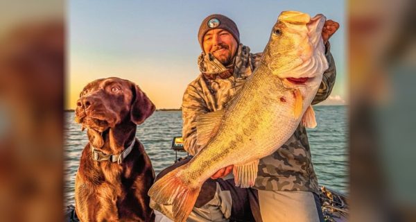 An angler holding a giant largemouth bass next to a chocolate Lab on a boat