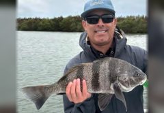 An angler holding a black drum with a mangrove shoreline behind him